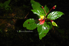 Impatiens parasitica